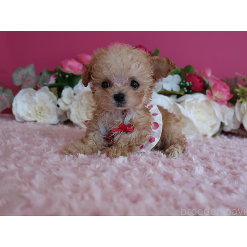 販売中の鹿児島県のティーカッププードル-428026の2枚目