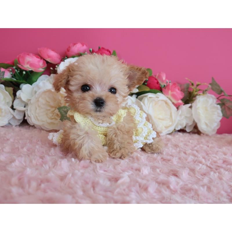 販売中の鹿児島県のティーカッププードル-428027の10枚目