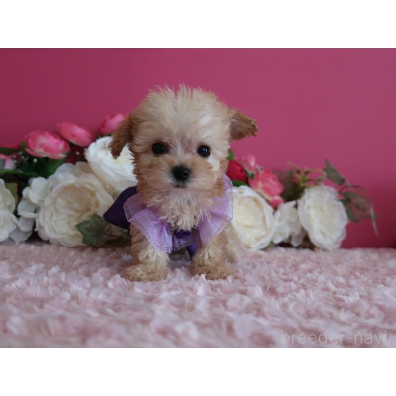 販売中の鹿児島県のティーカッププードル-428027