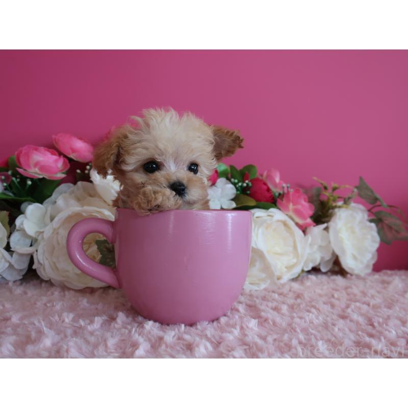 販売中の鹿児島県のティーカッププードル-428027の9枚目