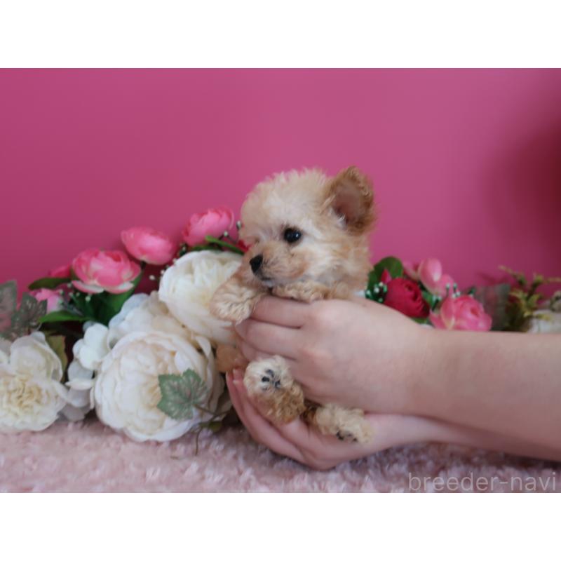 販売中の鹿児島県のティーカッププードル-428027の8枚目