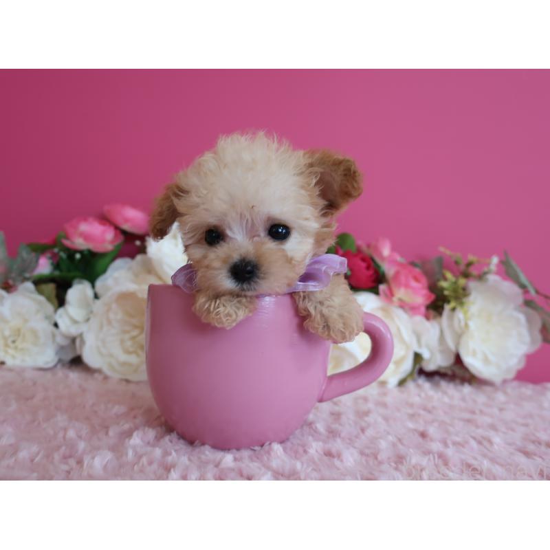 販売中の鹿児島県のティーカッププードル-428027の7枚目