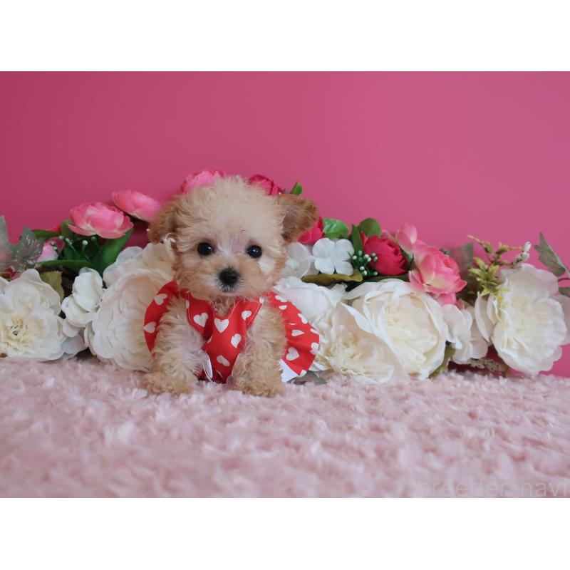 販売中の鹿児島県のティーカッププードル-428027の6枚目