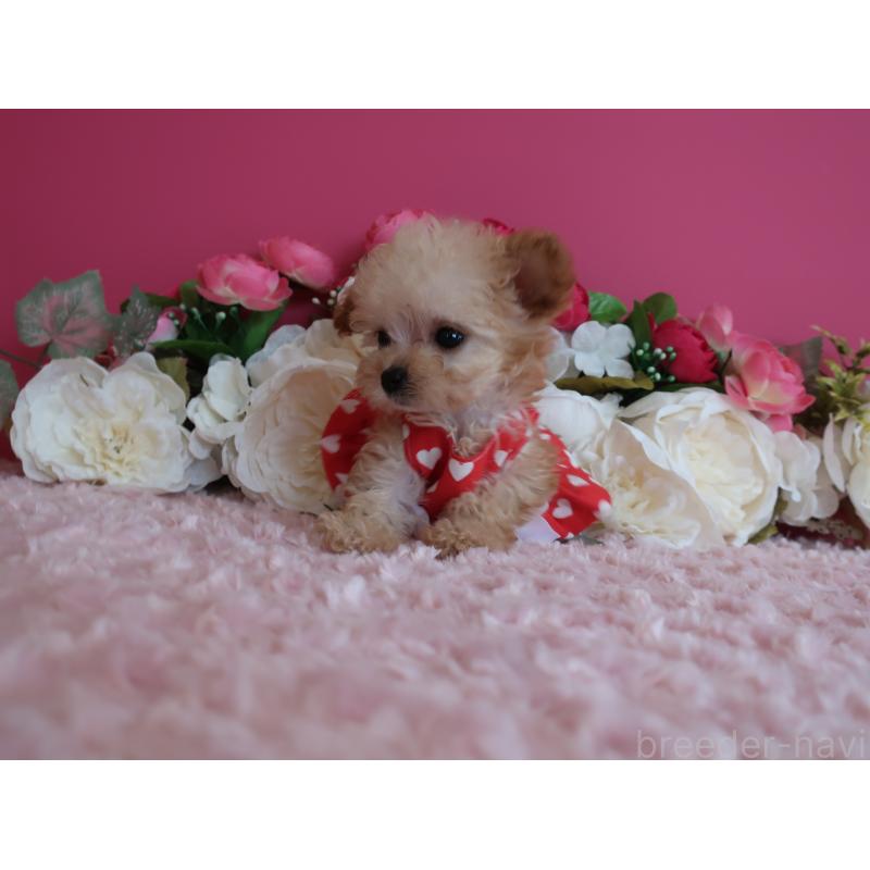 販売中の鹿児島県のティーカッププードル-428027の5枚目