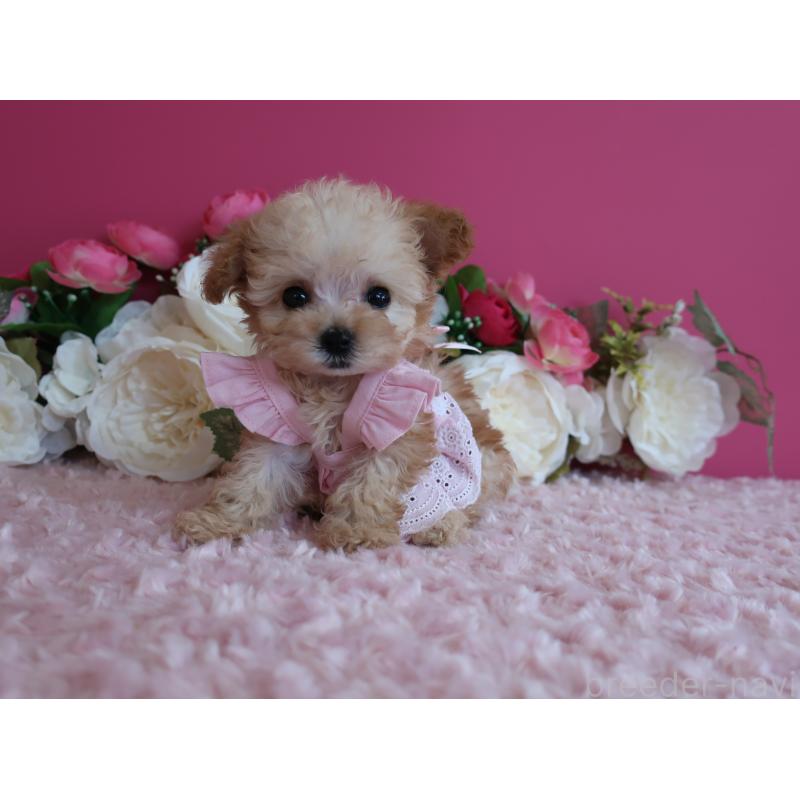 販売中の鹿児島県のティーカッププードル-428027の4枚目