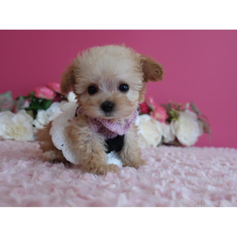 販売中の鹿児島県のティーカッププードル-428027の3枚目