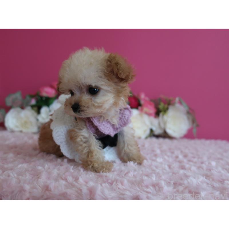 販売中の鹿児島県のティーカッププードル-428027の2枚目