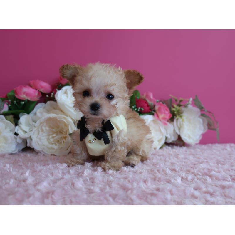 販売中の鹿児島県のティーカッププードル-428029の1枚目