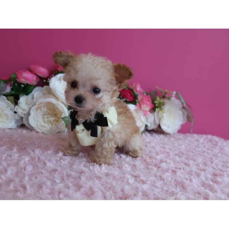 販売中の鹿児島県のティーカッププードル-428029の8枚目