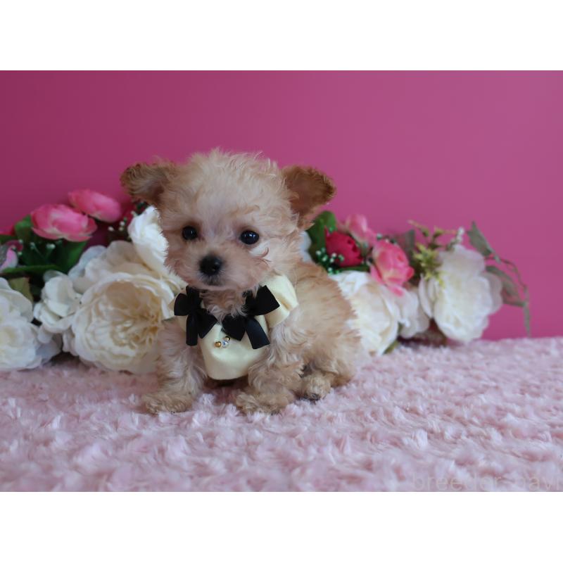 販売中の鹿児島県のティーカッププードル-428029の7枚目