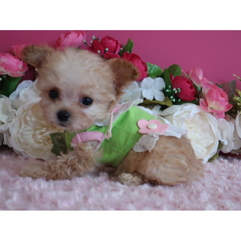 販売中の鹿児島県のティーカッププードル-428029の6枚目