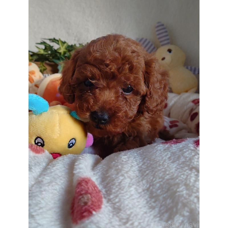 販売中の滋賀県のトイプードル-428028の6枚目