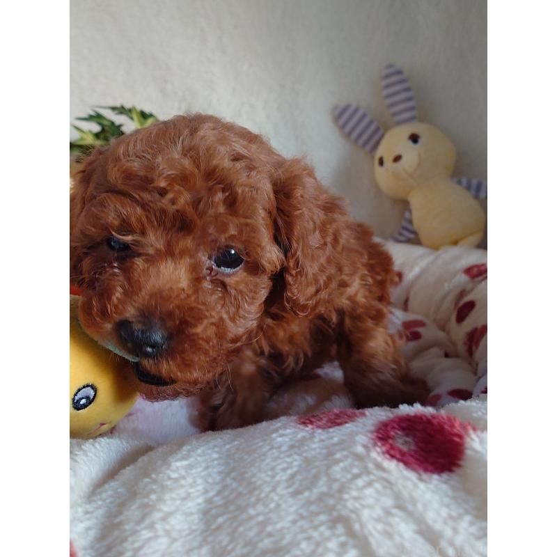 販売中の滋賀県のトイプードル-428028の5枚目