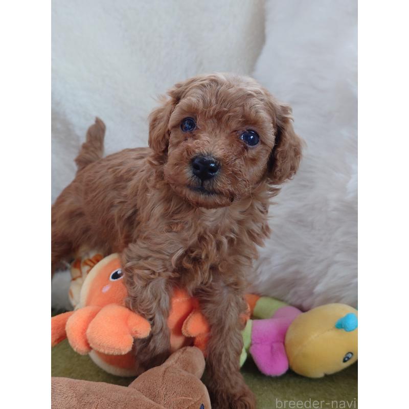 販売中の滋賀県のトイプードル-428028の4枚目