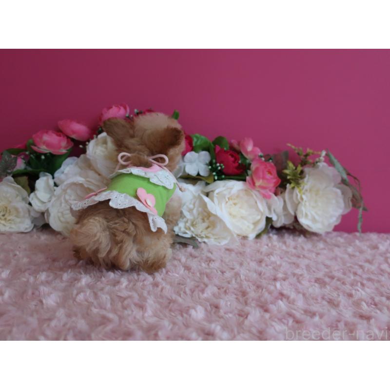 販売中の鹿児島県のティーカッププードル-428029の5枚目