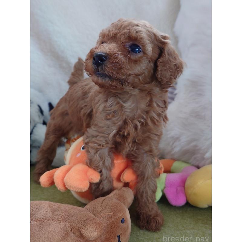 販売中の滋賀県のトイプードル-428028の3枚目