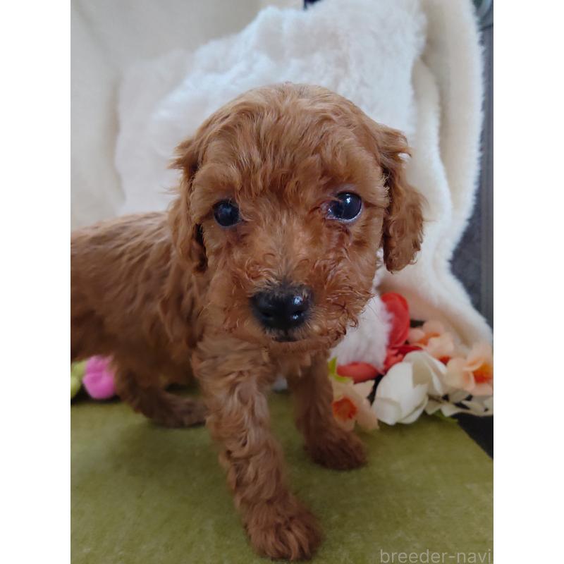 販売中の滋賀県のトイプードル-428028の2枚目