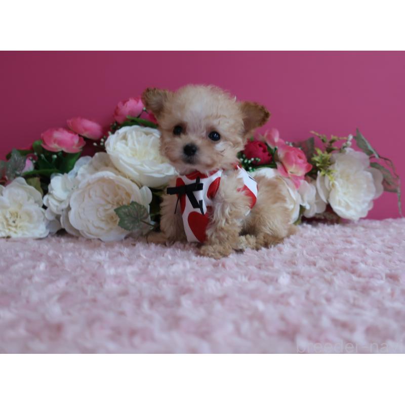 販売中の鹿児島県のティーカッププードル-428029の4枚目