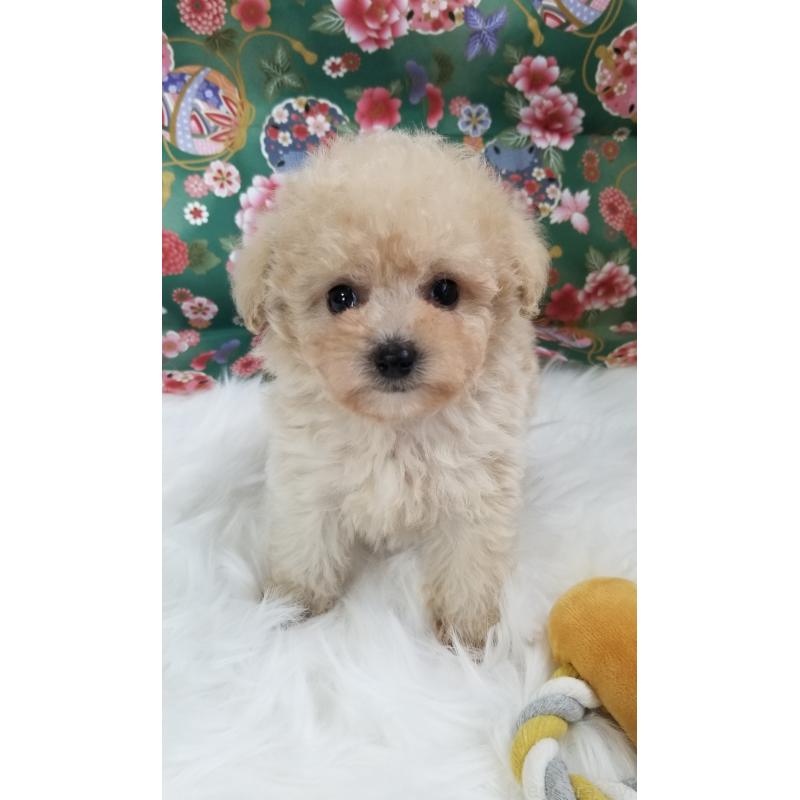 販売中の千葉県のタイニープードル-428030