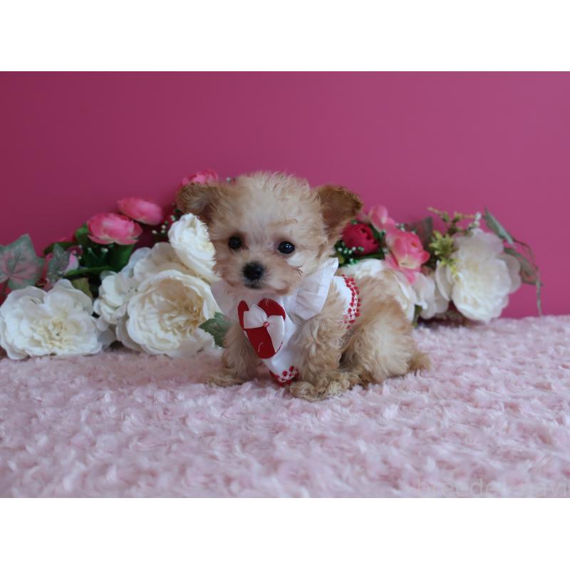 販売中の鹿児島県のティーカッププードル-428029の3枚目