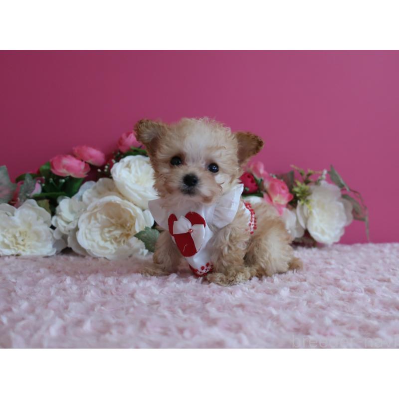 販売中の鹿児島県のティーカッププードル-428029の2枚目