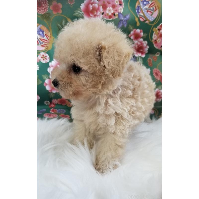 販売中の千葉県のタイニープードル-428030の8枚目