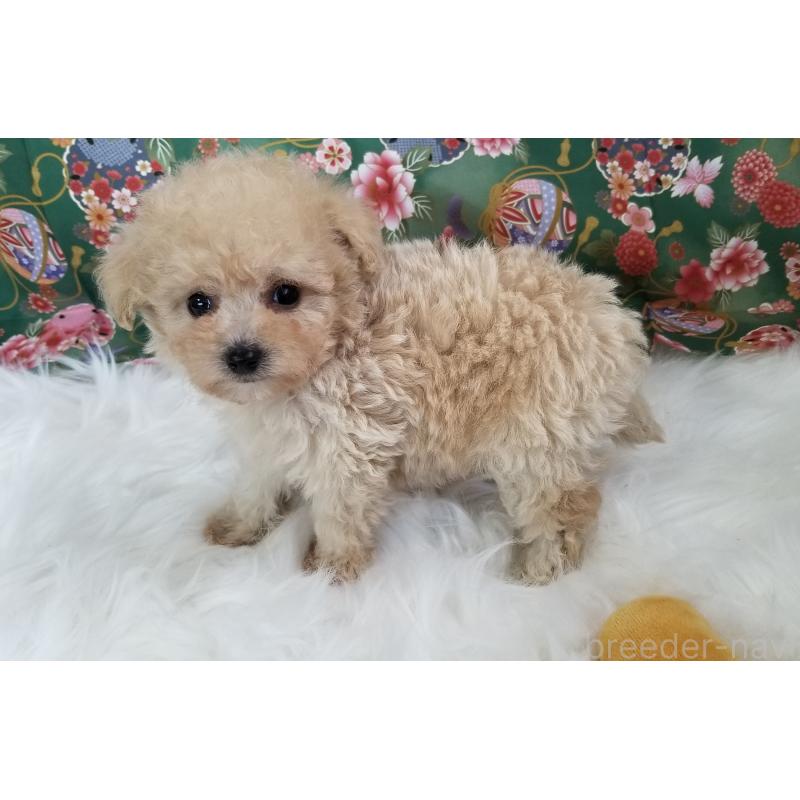 販売中の千葉県のタイニープードル-428030の7枚目