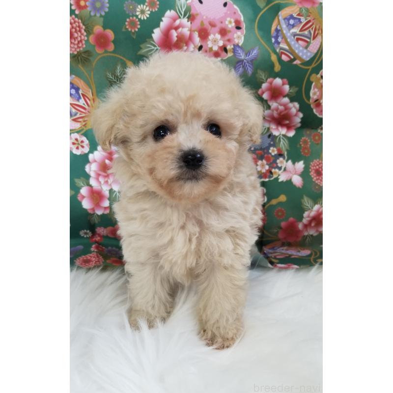 販売中の千葉県のタイニープードル-428030の6枚目