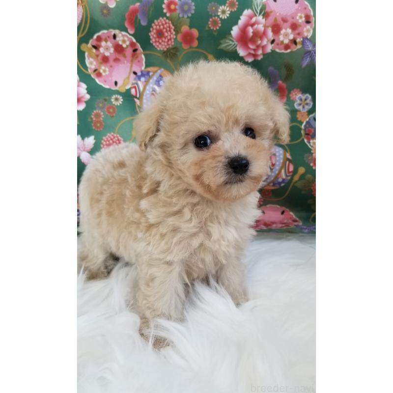 販売中の千葉県のタイニープードル-428030の5枚目