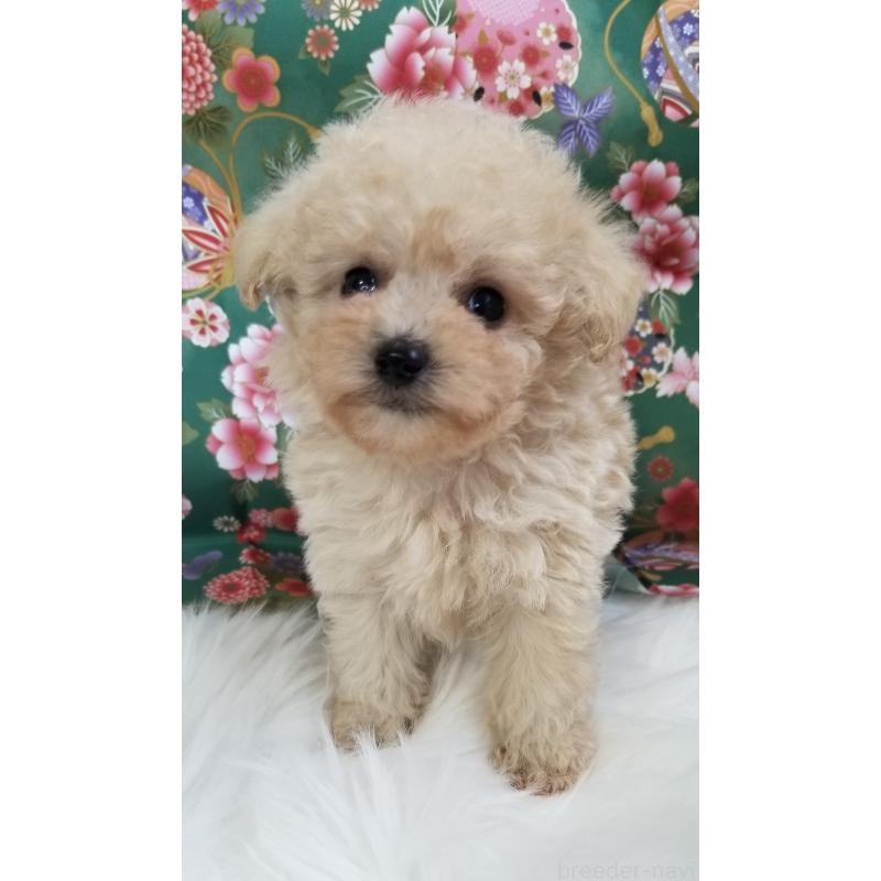 販売中の千葉県のタイニープードル-428030の4枚目