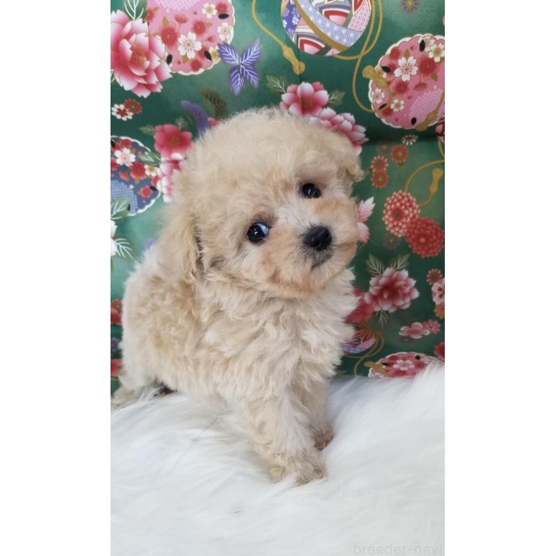 販売中の千葉県のタイニープードル-428030の3枚目