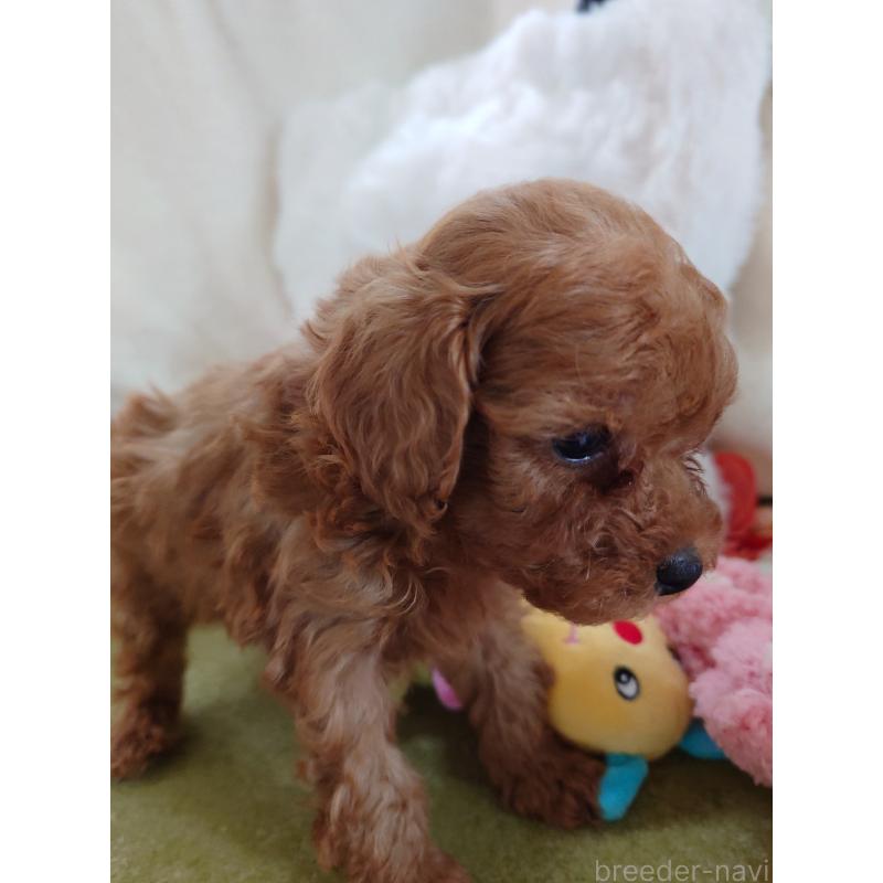 販売中の滋賀県のトイプードル-428031の7枚目