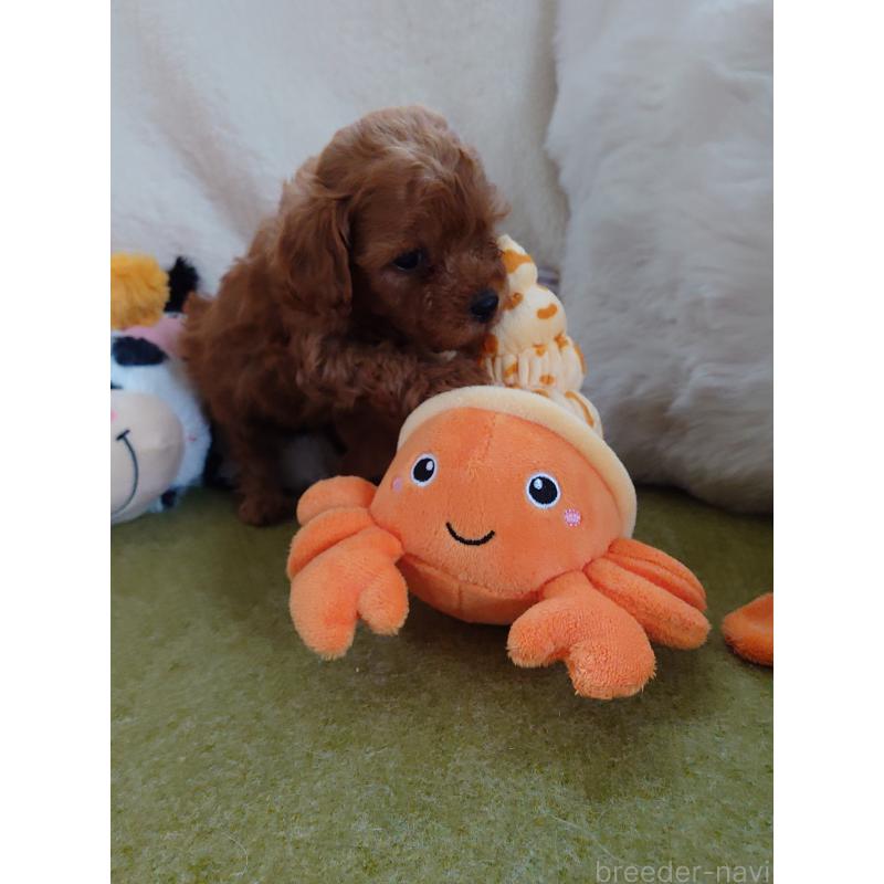 販売中の滋賀県のトイプードル-428031の5枚目