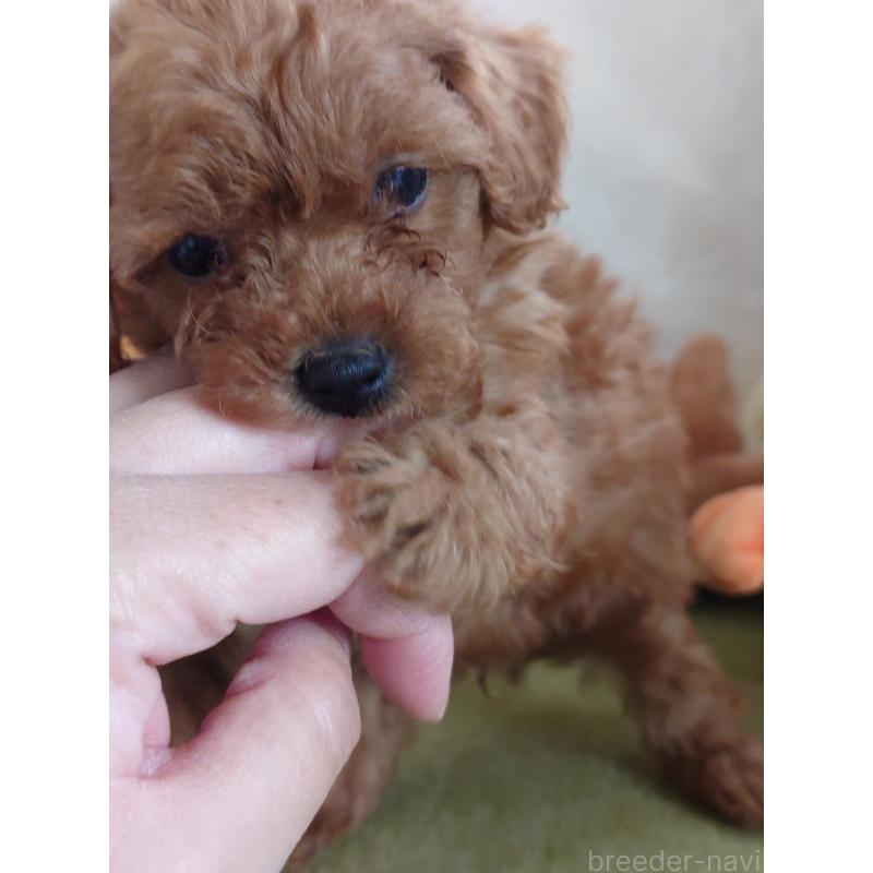 販売中の滋賀県のトイプードル-428031の4枚目
