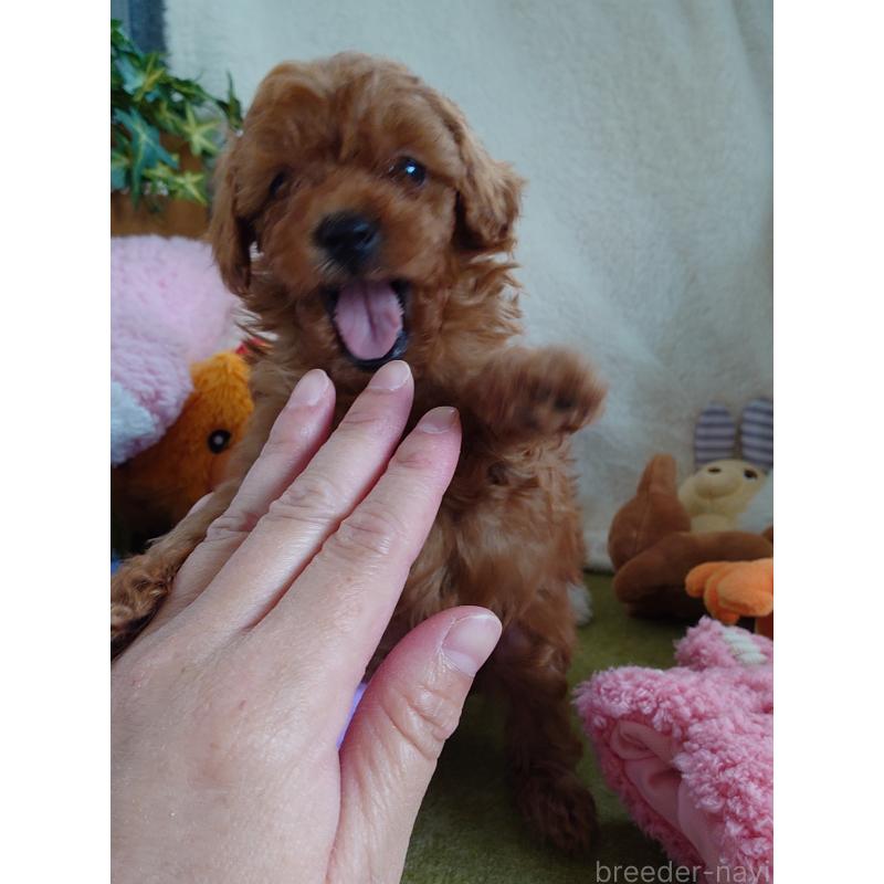 販売中の滋賀県のトイプードル-428031の3枚目