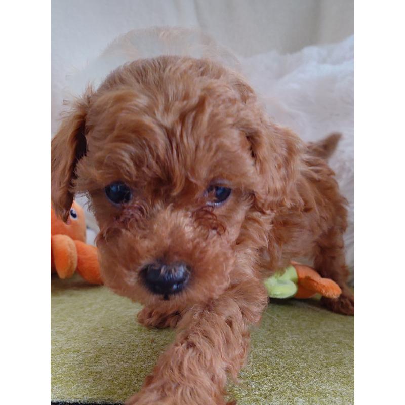 販売中の滋賀県のトイプードル-428031の2枚目