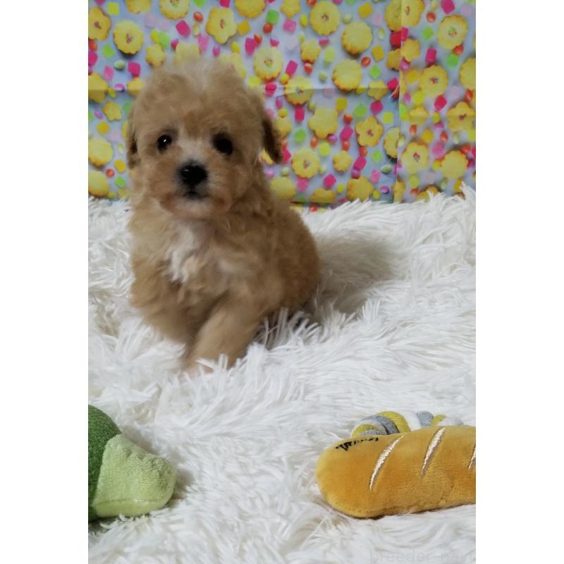 販売中の千葉県のタイニープードル-428032の6枚目