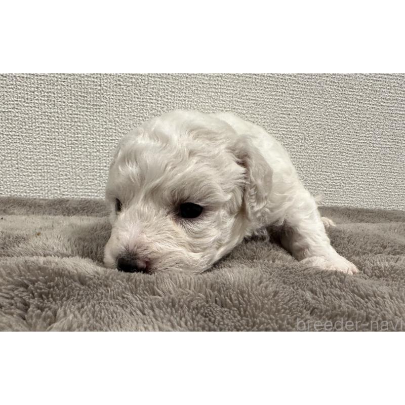 販売中の滋賀県のビションフリーゼ-428033の6枚目