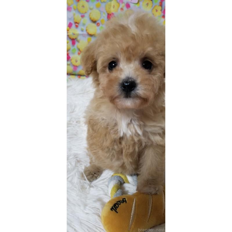 販売中の千葉県のタイニープードル-428032の5枚目