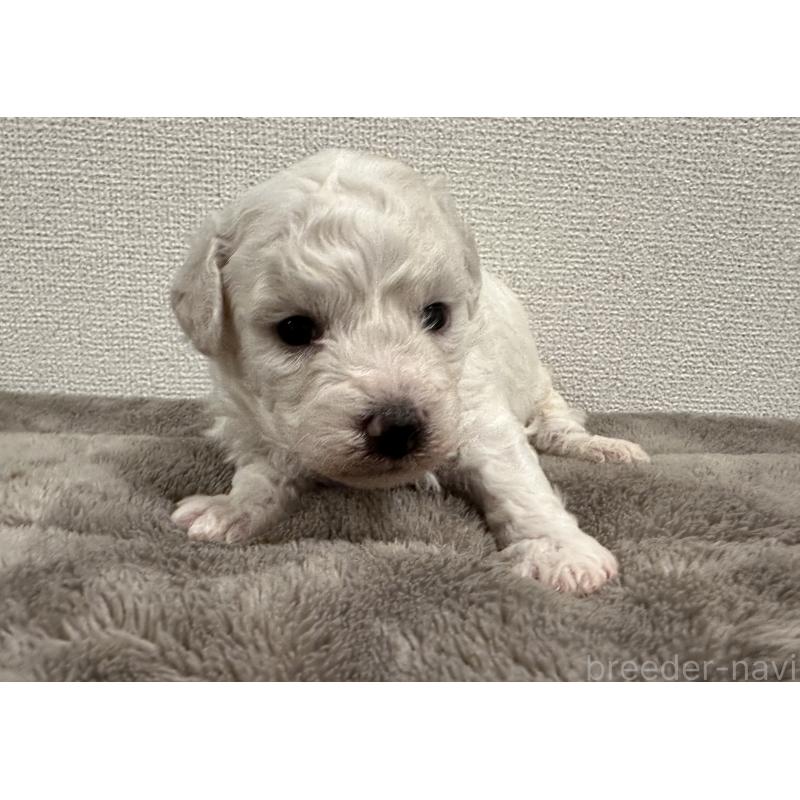 販売中の滋賀県のビションフリーゼ-428033の5枚目