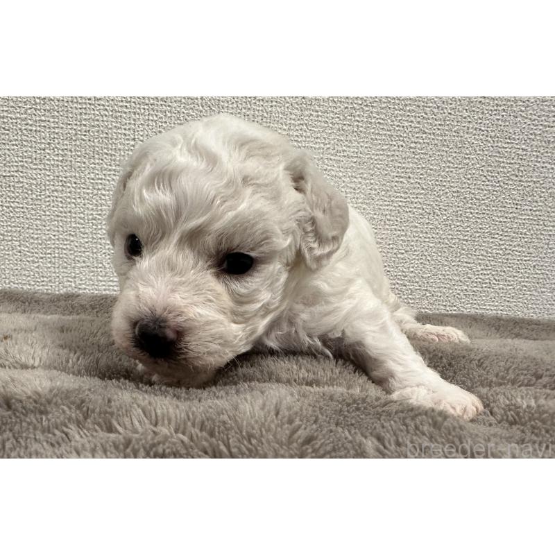 販売中の滋賀県のビションフリーゼ-428033の4枚目