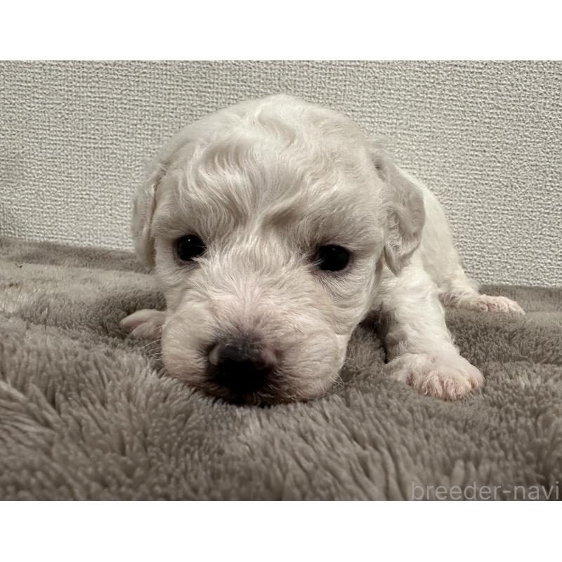 販売中の滋賀県のビションフリーゼ-428033の3枚目