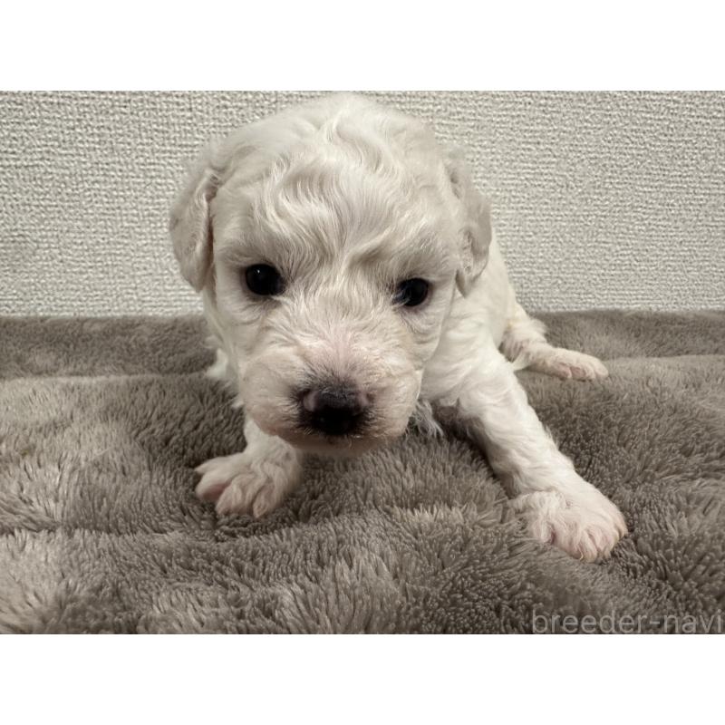 販売中の滋賀県のビションフリーゼ-428033の2枚目