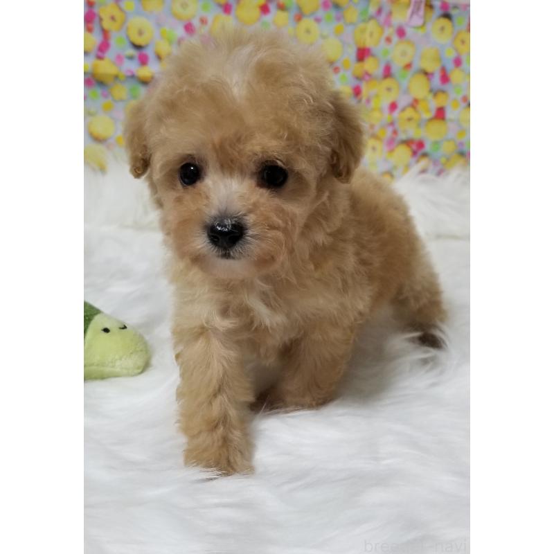 販売中の千葉県のタイニープードル-428032の4枚目