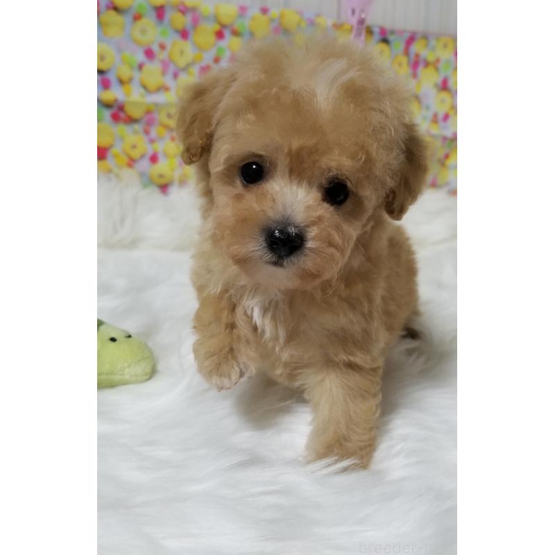 販売中の千葉県のタイニープードル-428032の3枚目