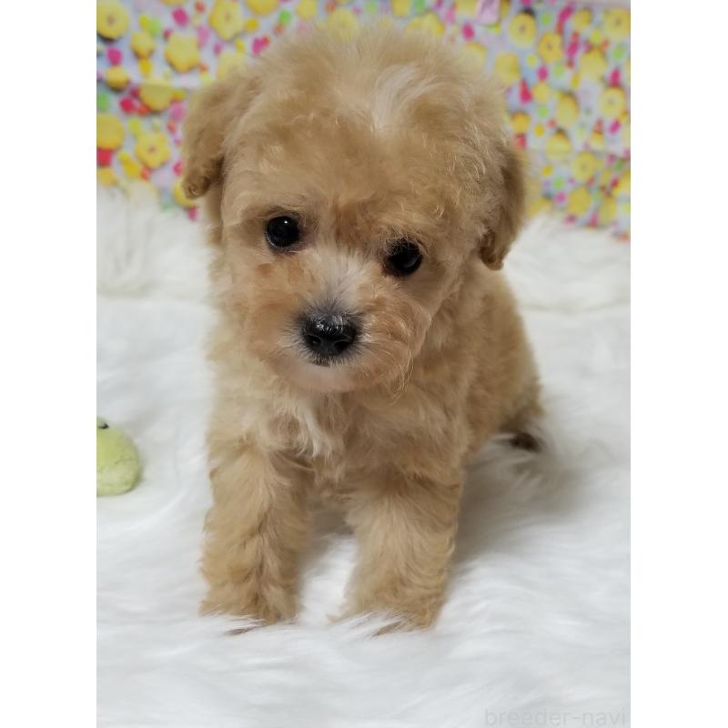 販売中の千葉県のタイニープードル-428032の2枚目