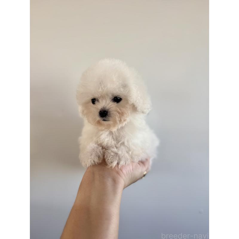 成約済の栃木県のビションフリーゼ-424755の4枚目