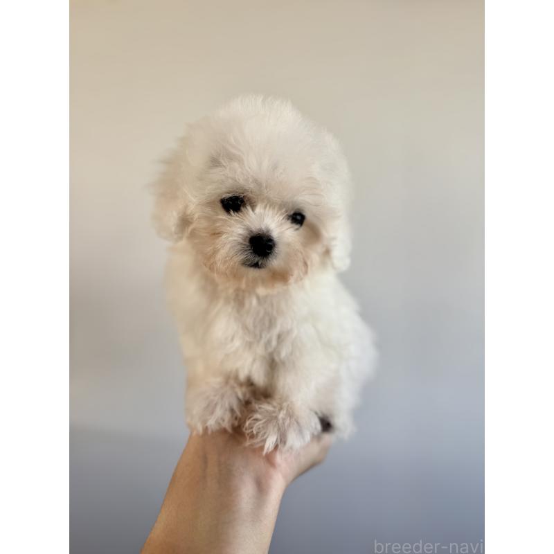 成約済の栃木県のビションフリーゼ-424755の3枚目