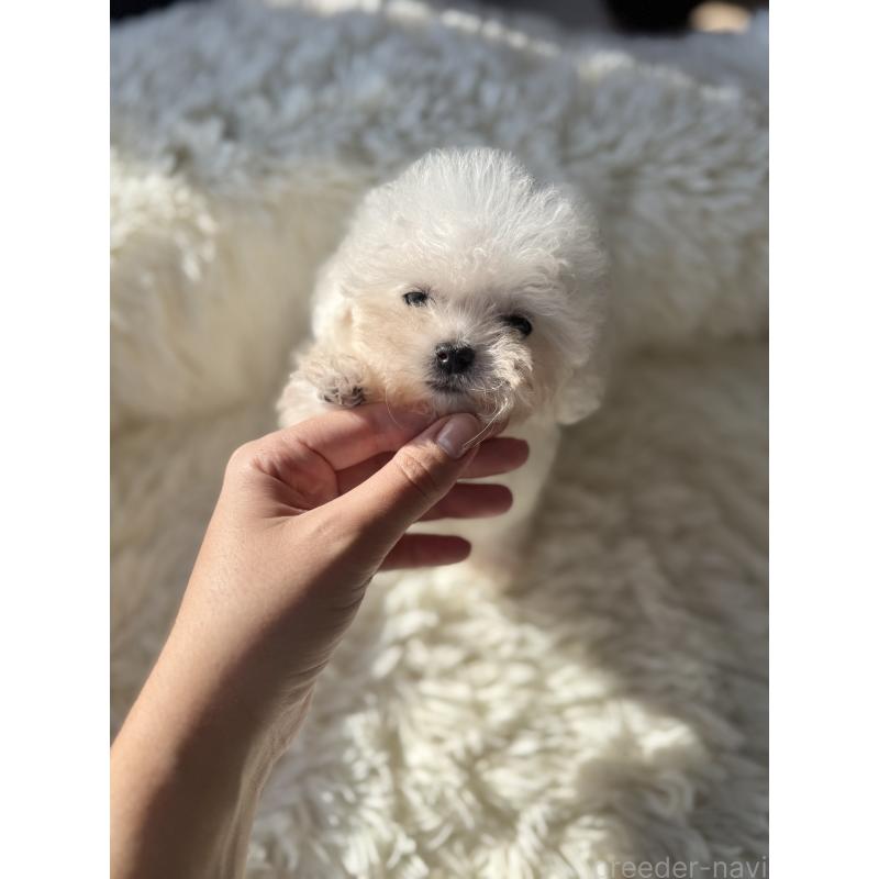 成約済の栃木県のビションフリーゼ-424755の2枚目