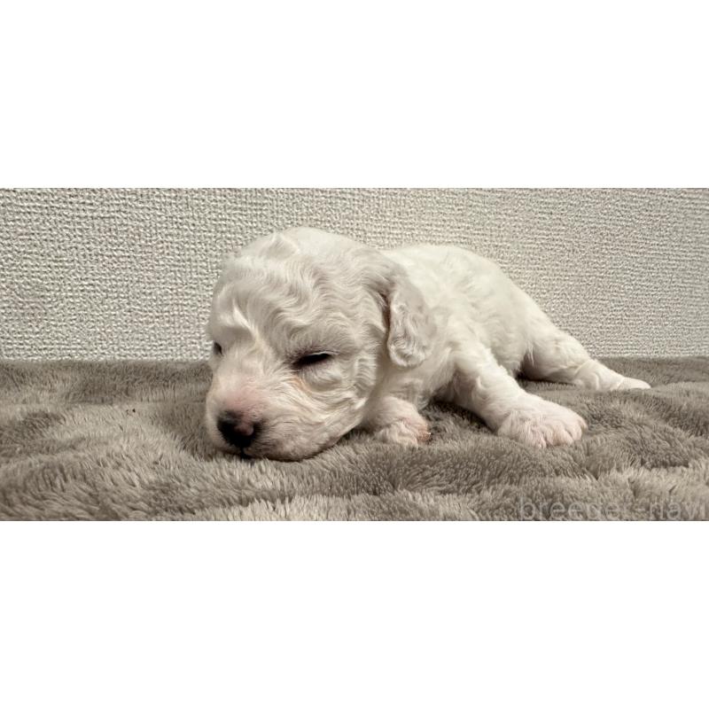 販売中の滋賀県のビションフリーゼ-428034の5枚目